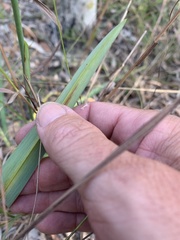 Dianella caerulea