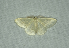 Chlorochlamys chloroleucaria