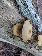 Tricholomopsis decora