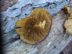 Tricholomopsis decora