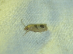 Eucosma tomonana