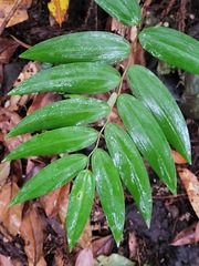 Polygonatum arisanense