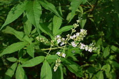 Vitex negundo cannabifolia