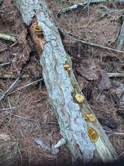 Tricholomopsis decora