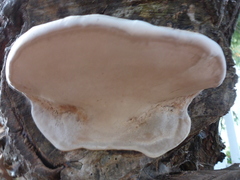Ganoderma brownii