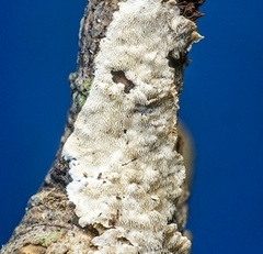 Steccherinaceae