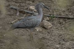 Theristicus caerulescens