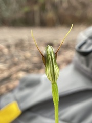 Pterostylis oblonga