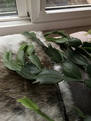 Schlumbergera truncata