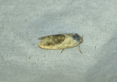 Ponometia erastrioides