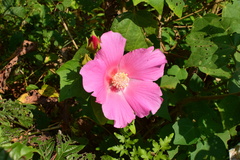 Hibiscus mutabilis