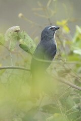 Saltator coerulescens