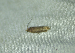 Epiblema strenuana