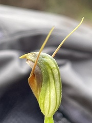 Pterostylis oblonga