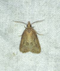 Platynota idaeusalis