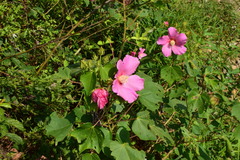 Hibiscus mutabilis
