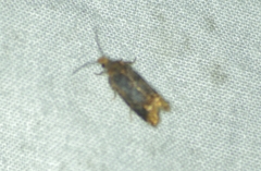 Eucosma ochroterminana