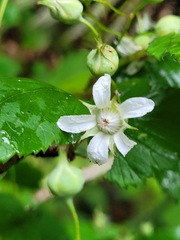 Rubus trianthus