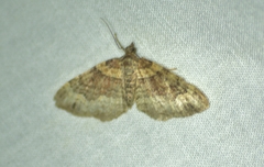 Xanthorhoe ferrugata