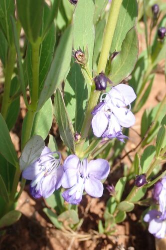 Image of Butterfly Bush (Rotheca hirsuta) by no rights reserved