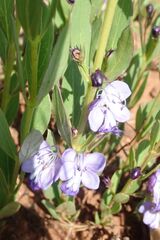 Rotheca hirsuta