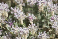 Ptilotus sessilifolius