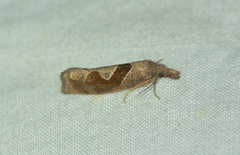 Pelochrista similiana