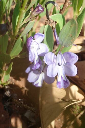 Image of Butterfly Bush (Rotheca hirsuta) by no rights reserved