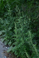 Artemisia verlotiorum
