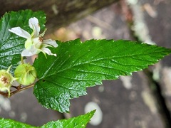 Rubus trianthus