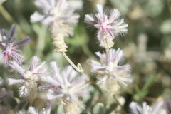 Ptilotus sessilifolius