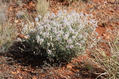 Ptilotus sessilifolius