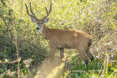 Blastocerus dichotomus