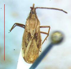 Tingidae