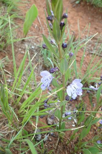 Image of Butterfly Bush (Rotheca hirsuta) by no rights reserved