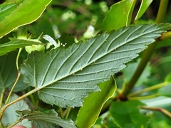 Rubus trianthus