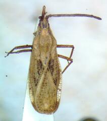 Tingidae