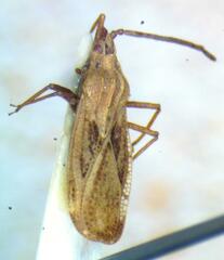 Tingidae