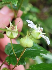 Rubus trianthus