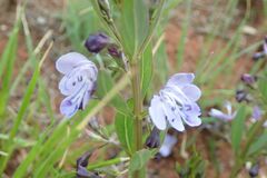 Rotheca hirsuta