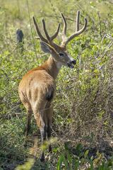 Blastocerus dichotomus