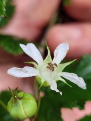 Rubus trianthus