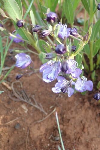 Image of Butterfly Bush (Rotheca hirsuta) by no rights reserved