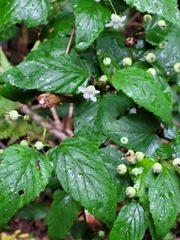 Rubus trianthus