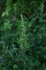 Artemisia verlotiorum