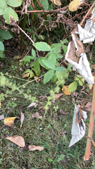 Agrimonia gryposepala