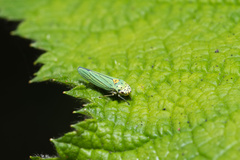 Graphocephala atropunctata
