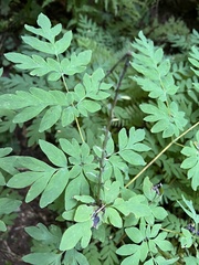 Corydalis scouleri