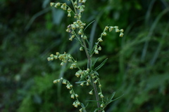 Artemisia verlotiorum