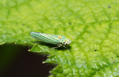 Graphocephala atropunctata